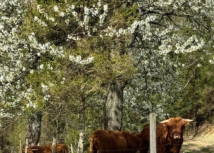 Na Skarpie ויסלאו